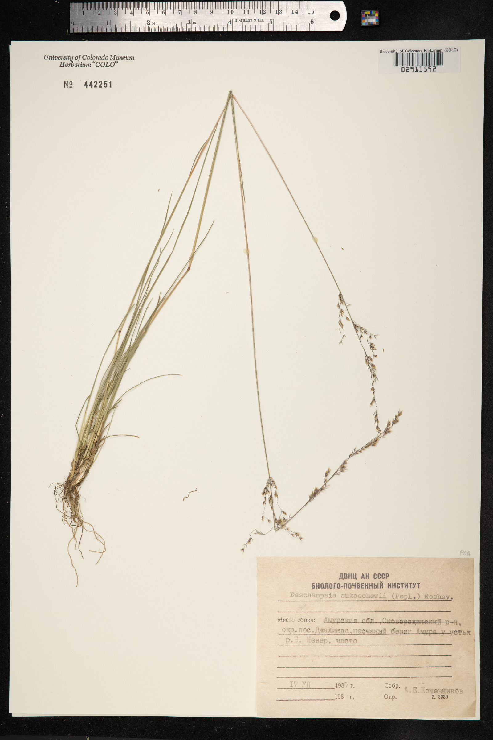 Deschampsia sukatschewii image