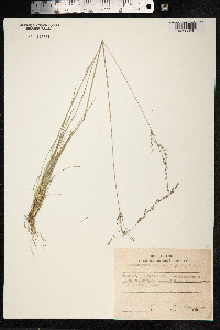 Deschampsia sukatschewii image