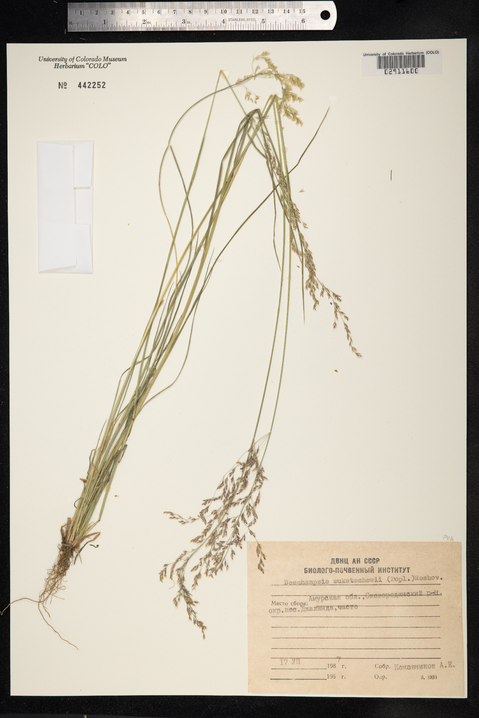 Deschampsia sukatschewii image