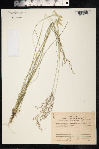 Deschampsia sukatschewii image