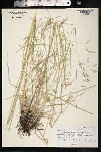 Deschampsia sukatschewii image