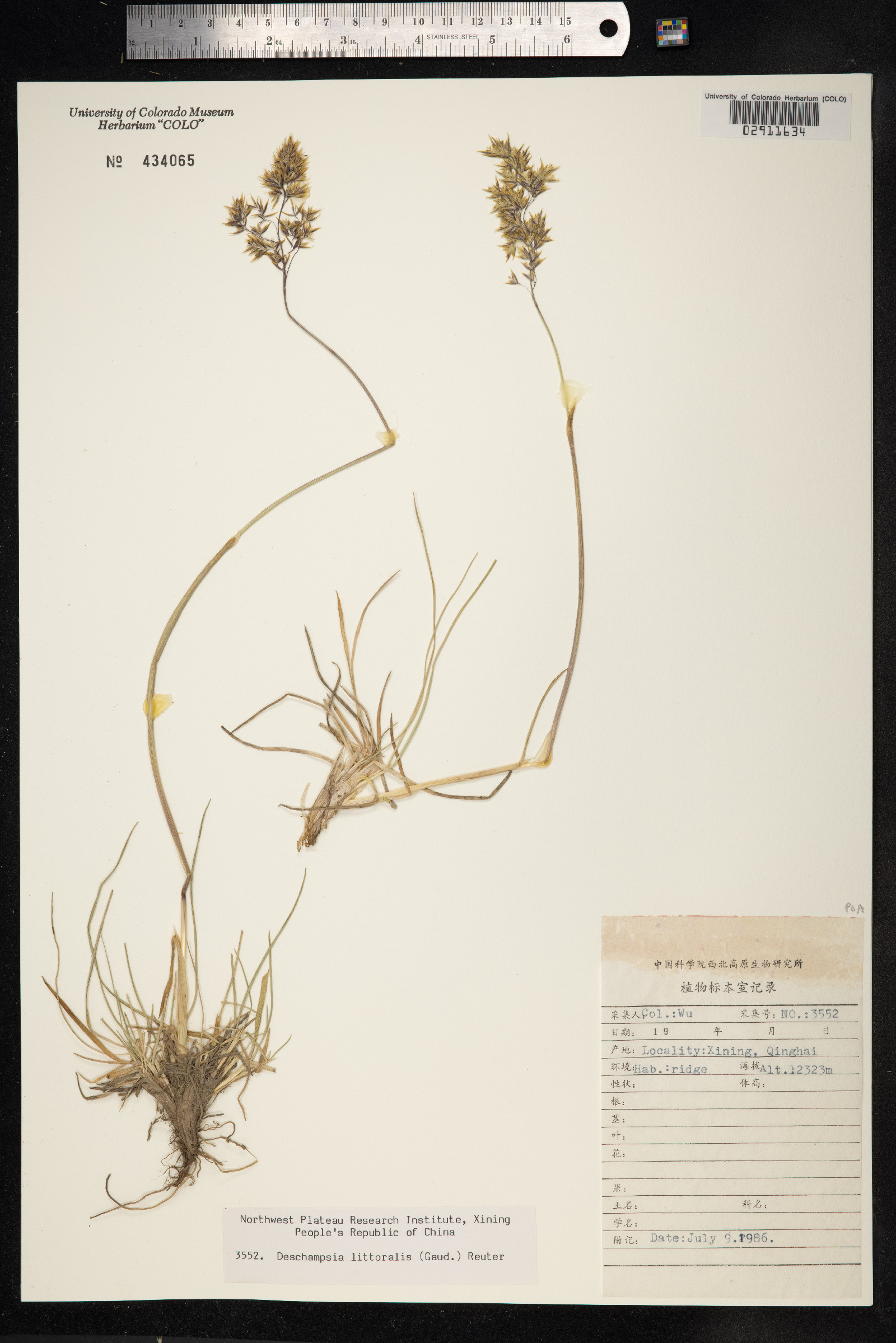 Deschampsia cespitosa ssp. rhenana image