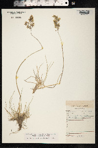 Deschampsia cespitosa image