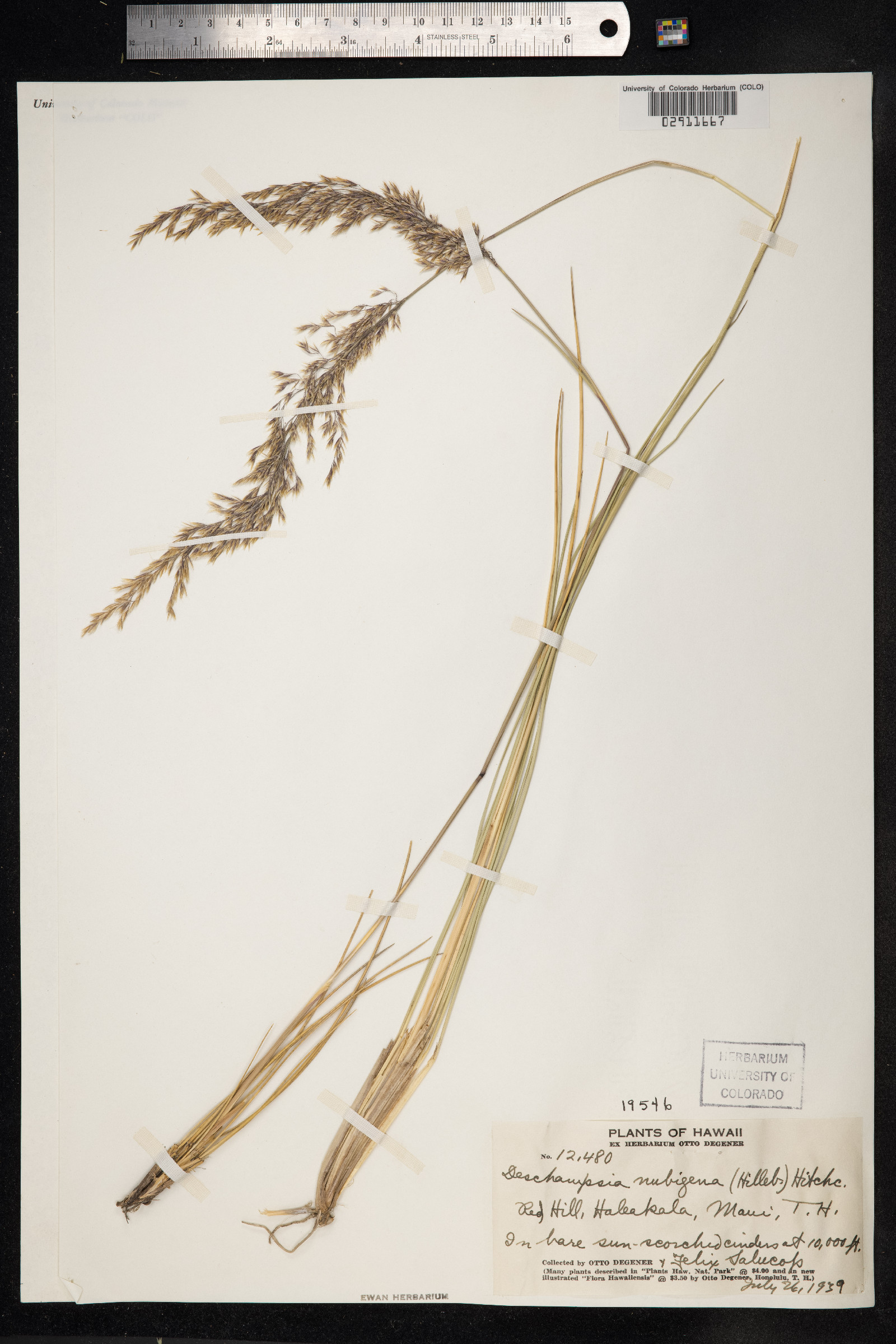 Deschampsia nubigena image
