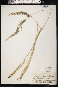 Deschampsia nubigena image