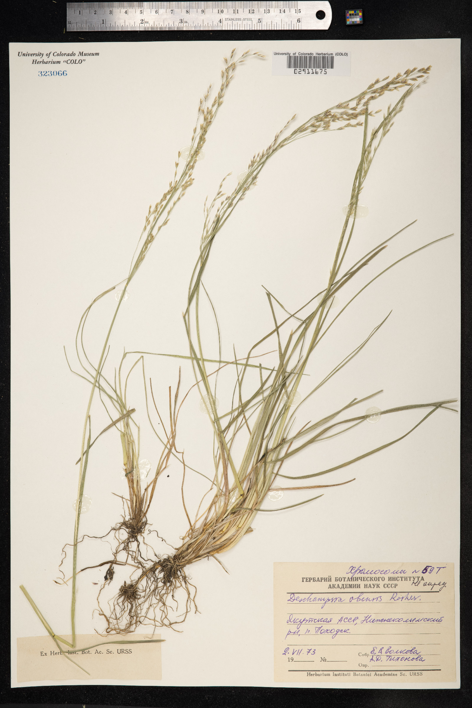 Deschampsia obensis image