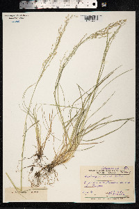 Image of Deschampsia obensis