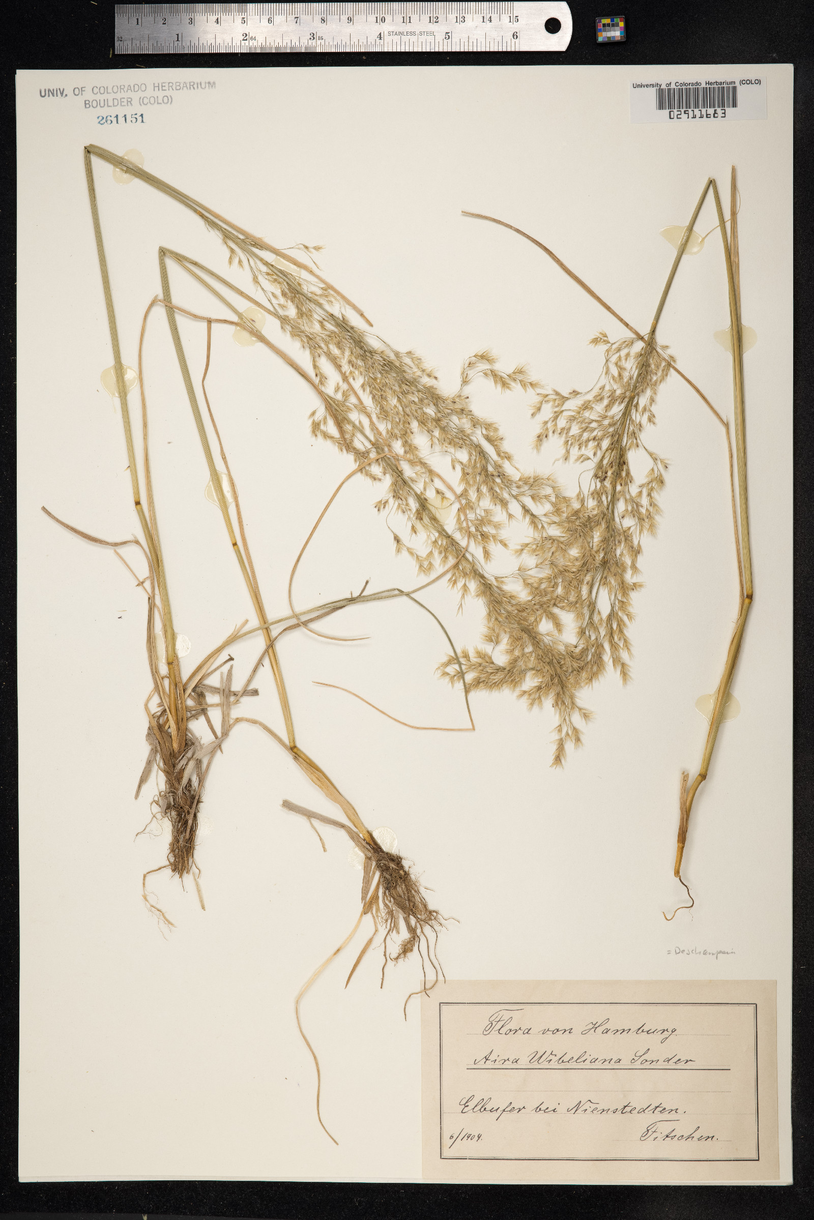 Deschampsia cespitosa ssp. paludosa image
