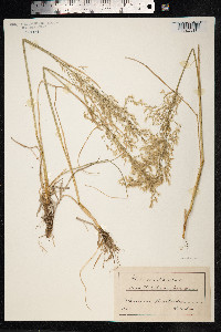 Deschampsia cespitosa image