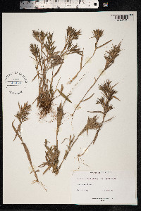 Dichanthelium acuminatum image