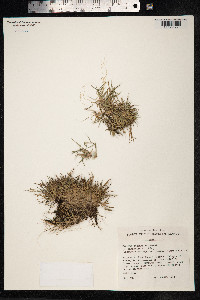 Image of Dichanthelium cynodon