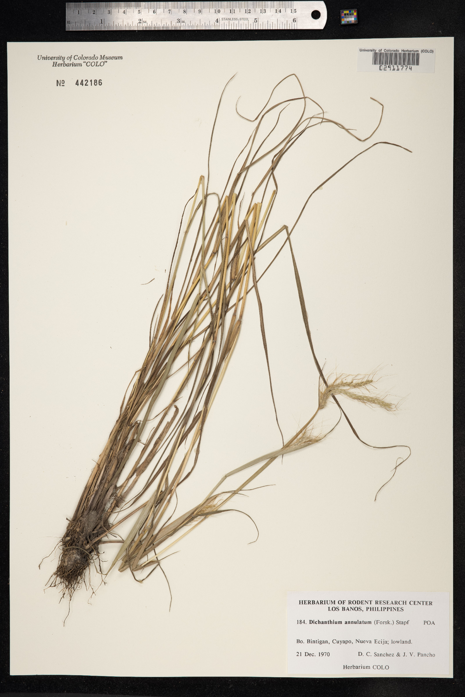 Dichanthium annulatum image