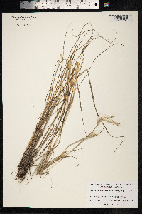 Dichanthium annulatum image