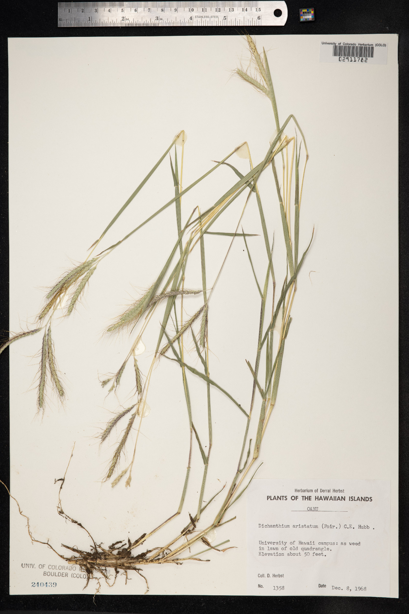 Dichanthium aristatum image