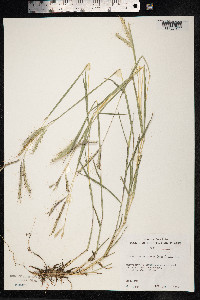 Image of Dichanthium aristatum