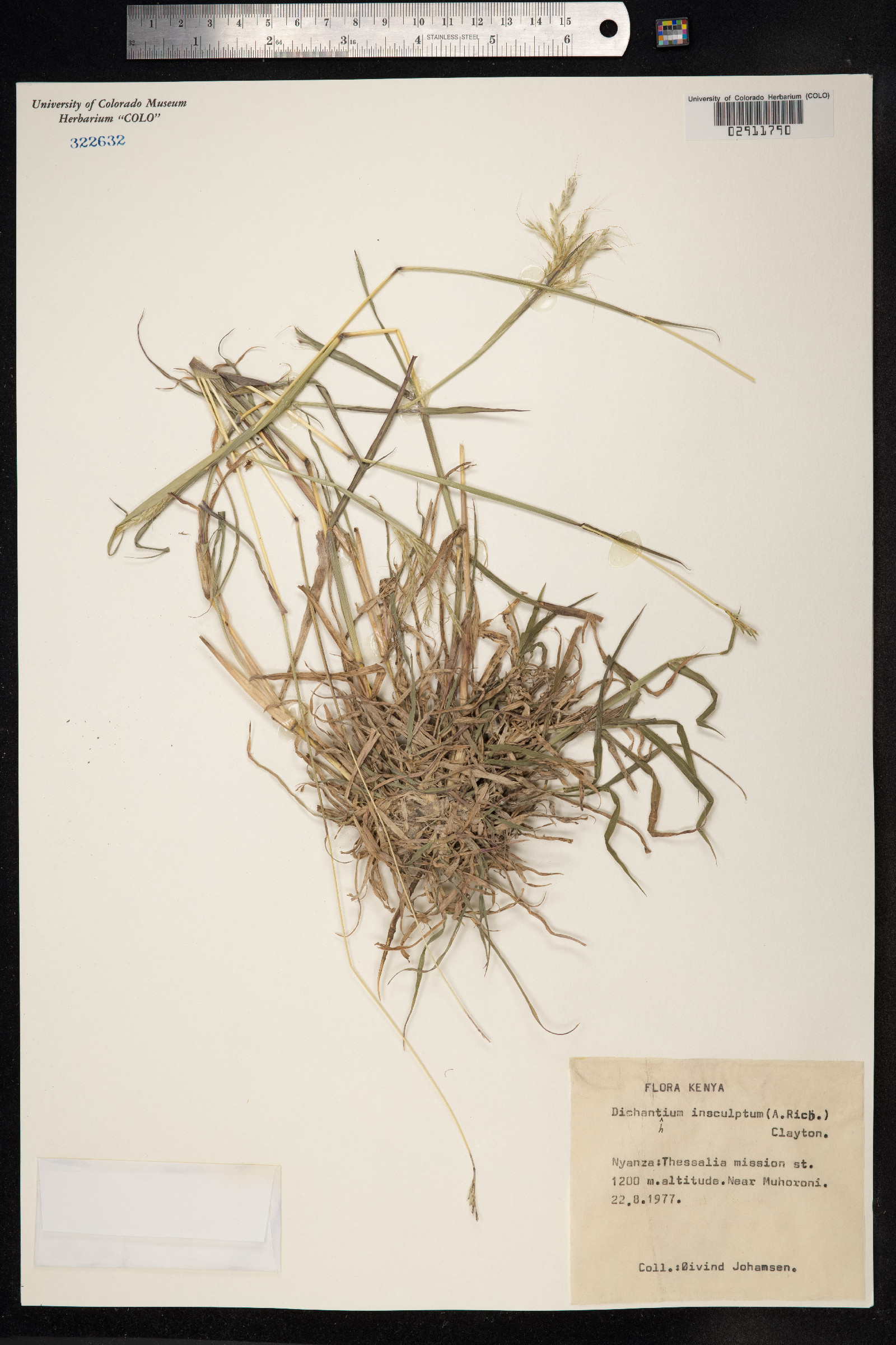 Bothriochloa insculpta image