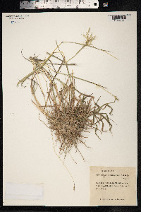 Image of Bothriochloa insculpta