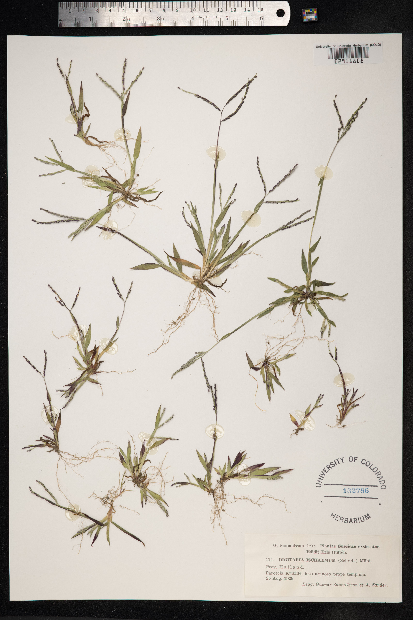 Digitaria ischaemum image