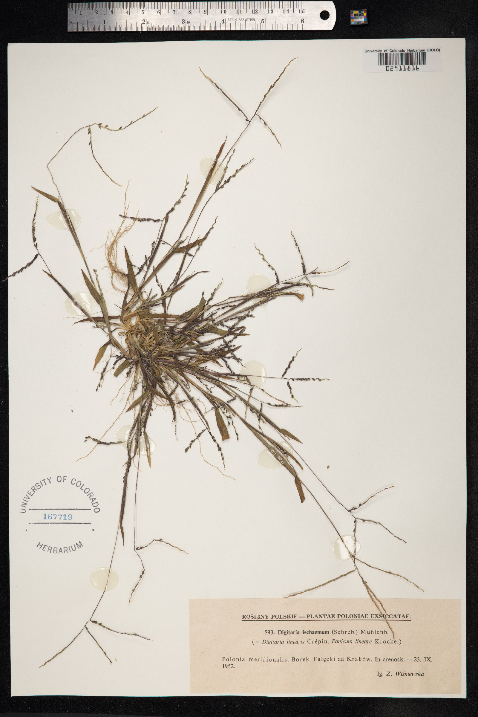Digitaria ischaemum image