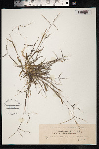 Digitaria ischaemum image