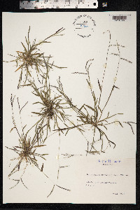 Digitaria ischaemum image