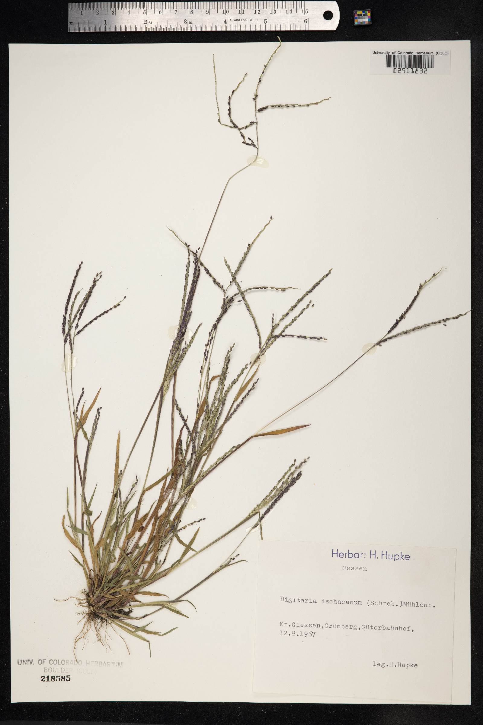 Digitaria ischaemum image