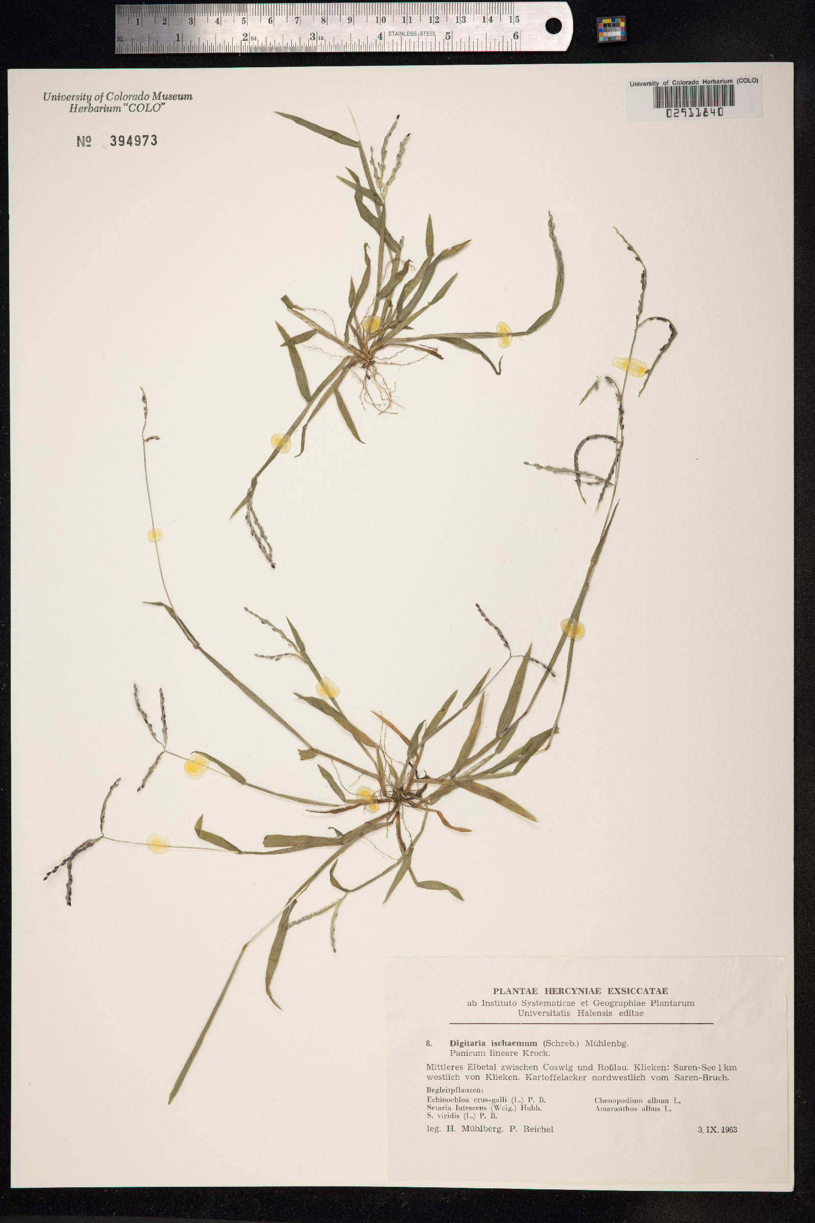 Digitaria ischaemum image
