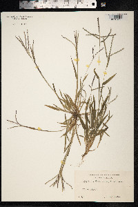 Digitaria ischaemum image