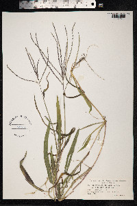 Digitaria sanguinalis image