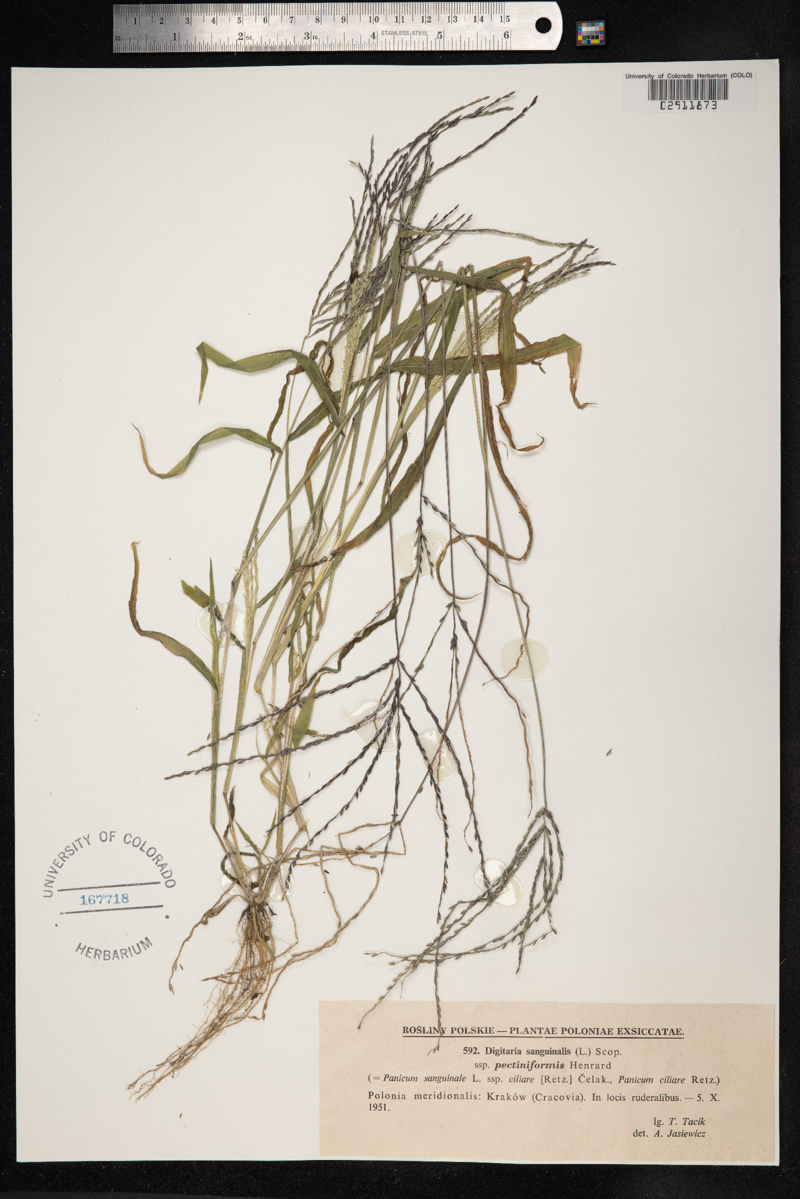 Digitaria sanguinalis image