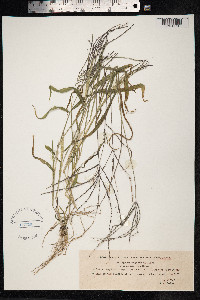 Digitaria sanguinalis image