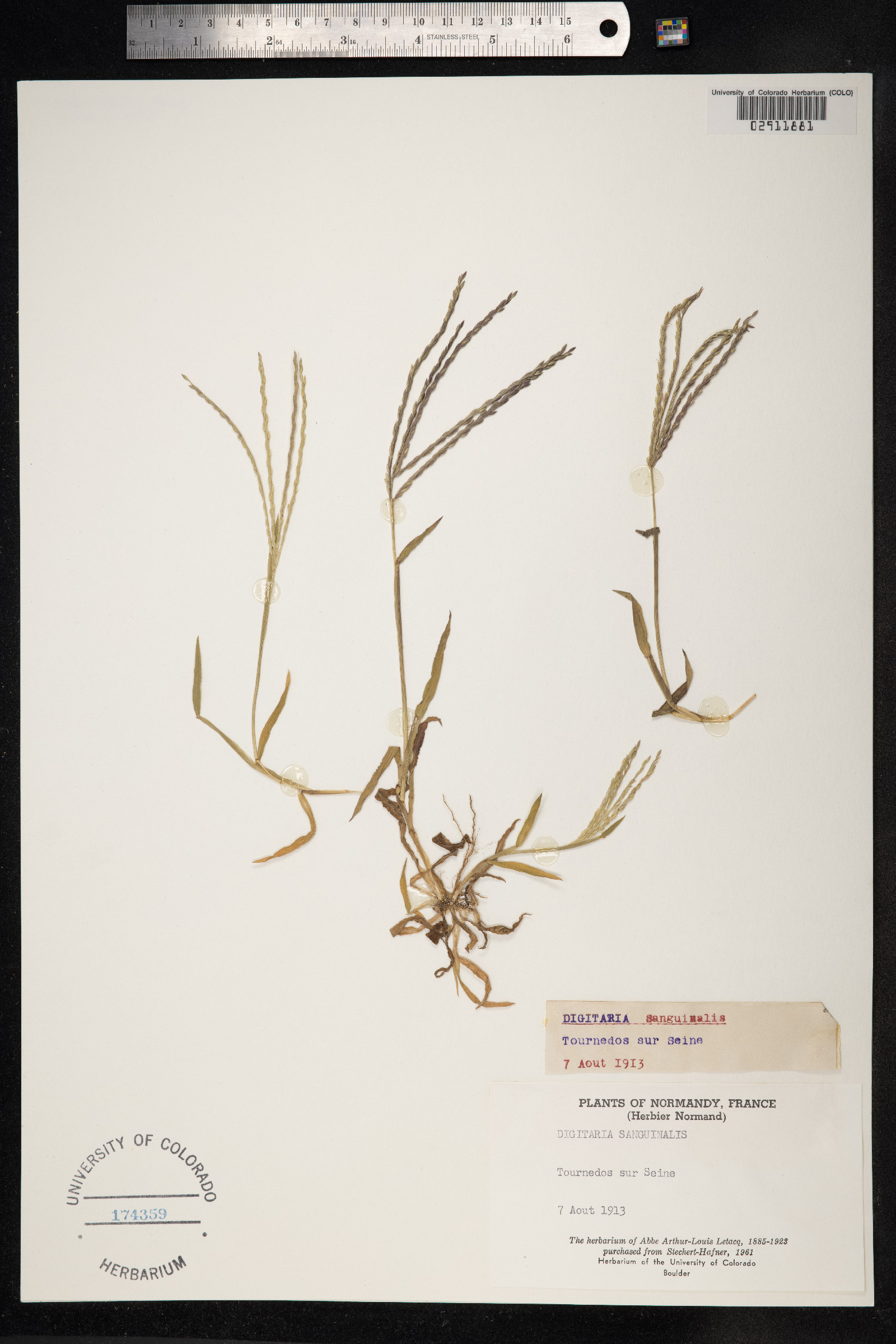 Digitaria sanguinalis image