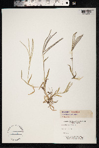 Digitaria sanguinalis image