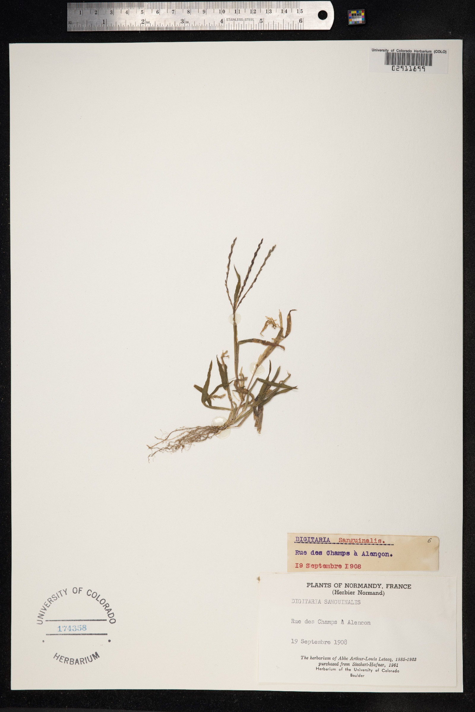 Digitaria sanguinalis image