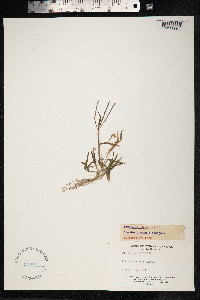 Digitaria sanguinalis image