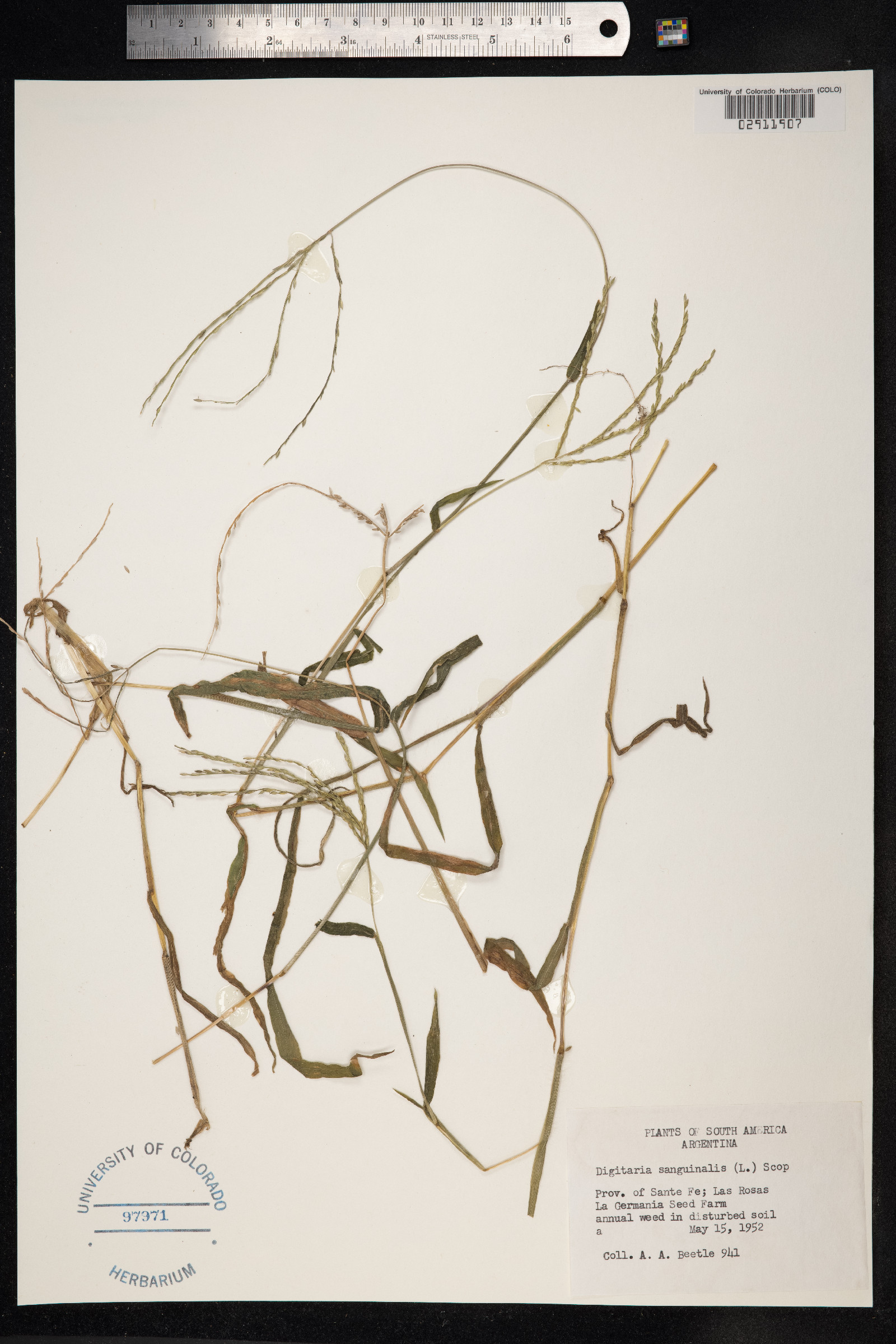 Digitaria sanguinalis image