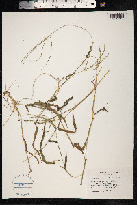 Digitaria sanguinalis image