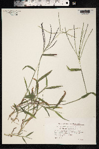 Digitaria sanguinalis image
