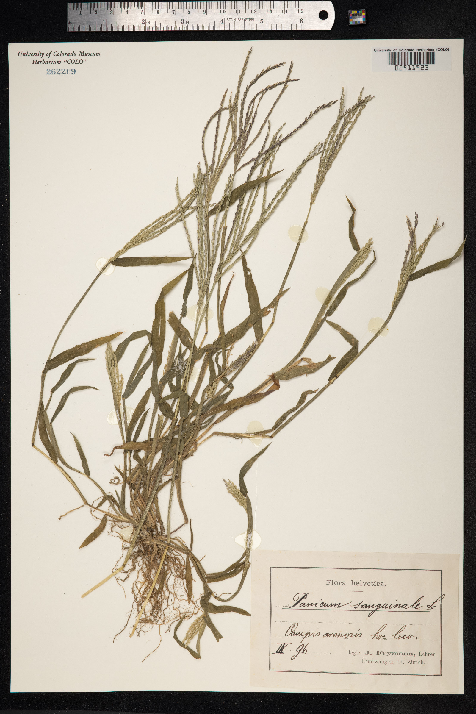 Digitaria sanguinalis image