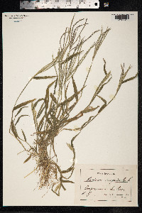 Digitaria sanguinalis image