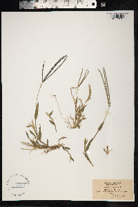 Digitaria sanguinalis image
