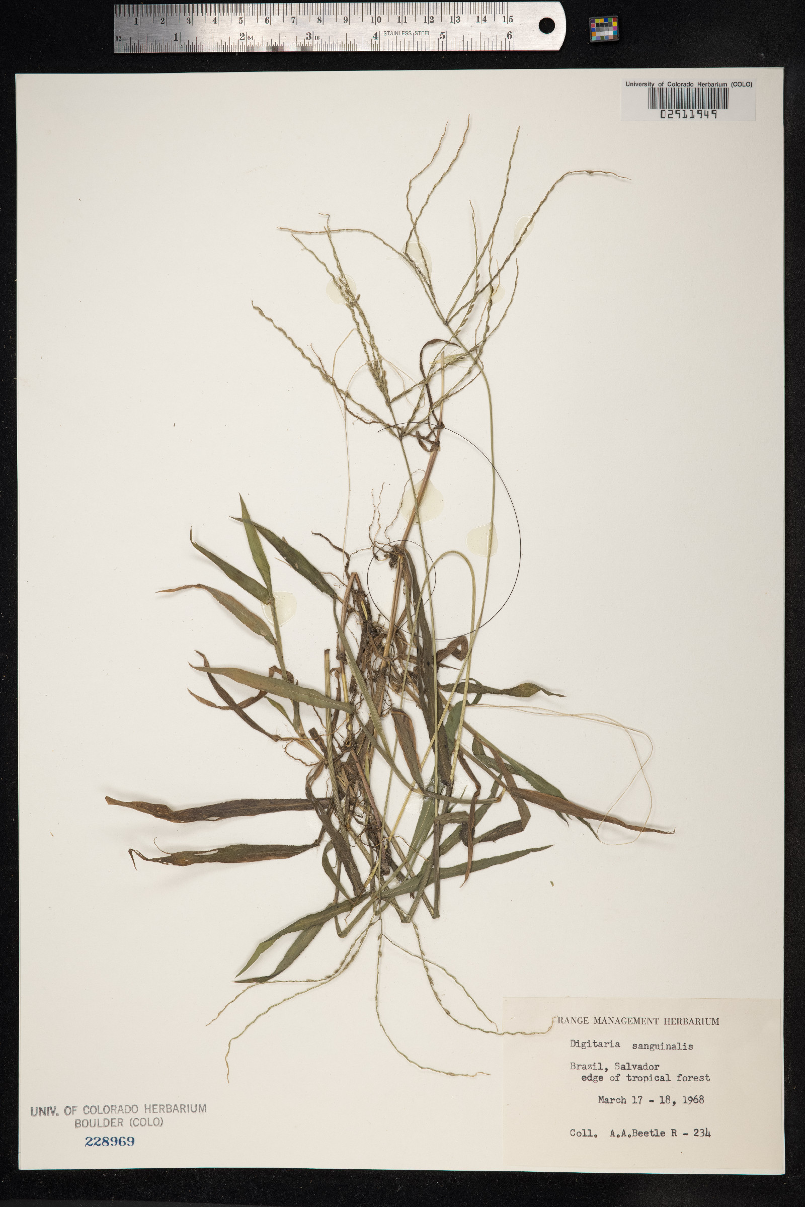 Digitaria sanguinalis image
