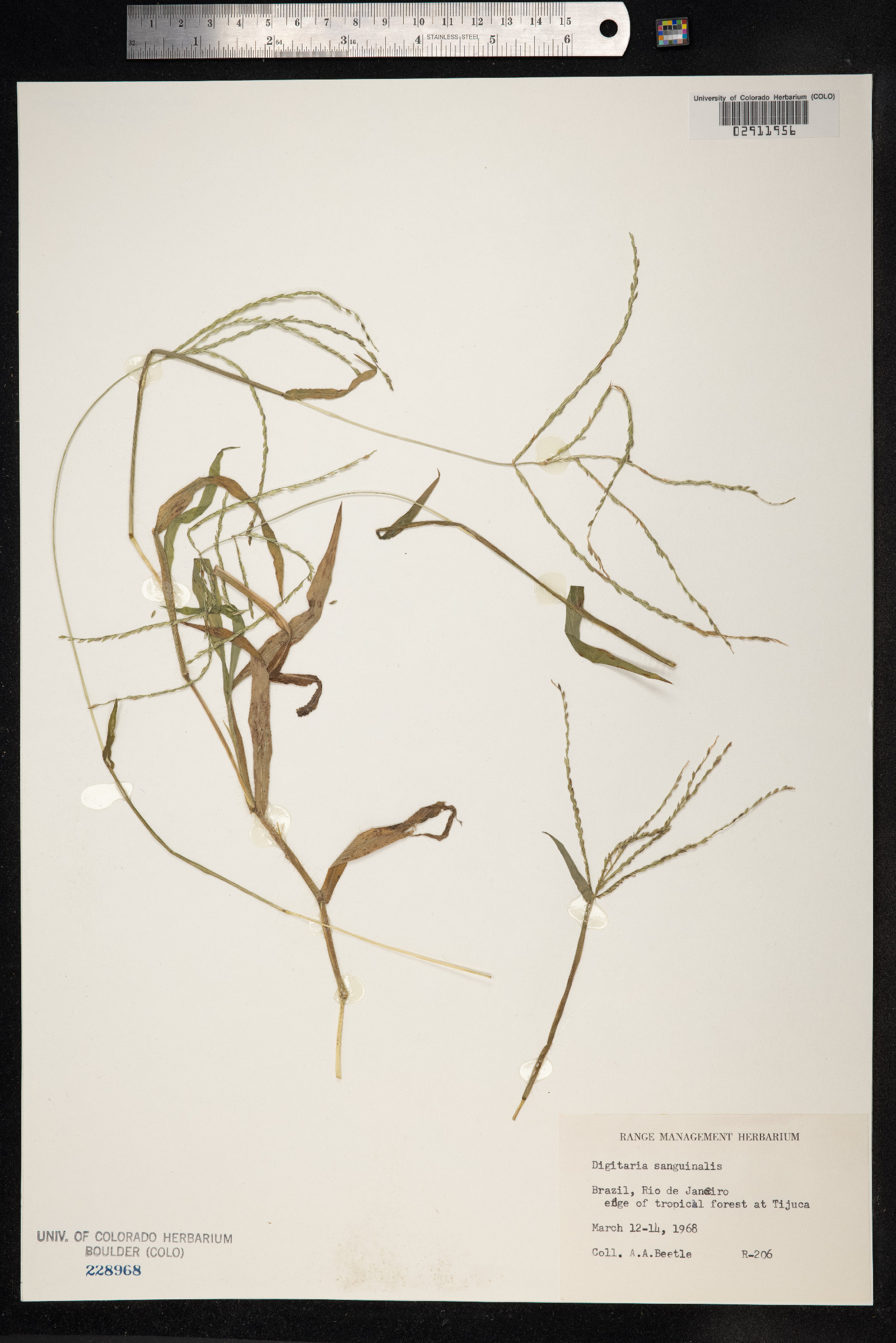 Digitaria sanguinalis image