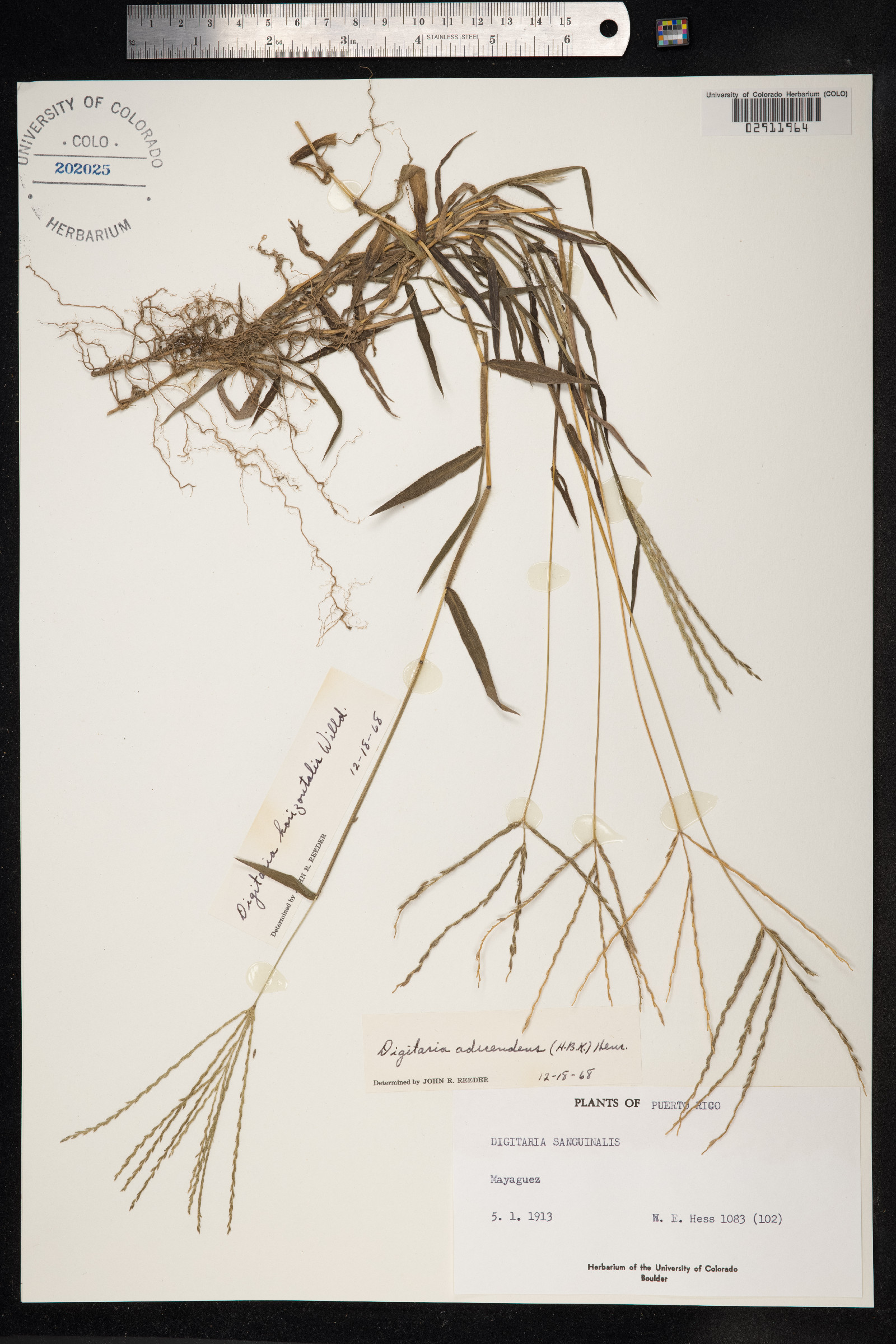 Digitaria sanguinalis image