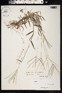 Digitaria sanguinalis image