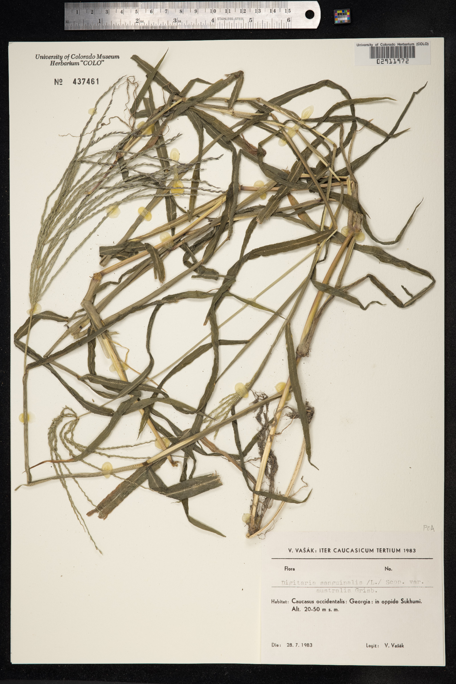 Digitaria sanguinalis image