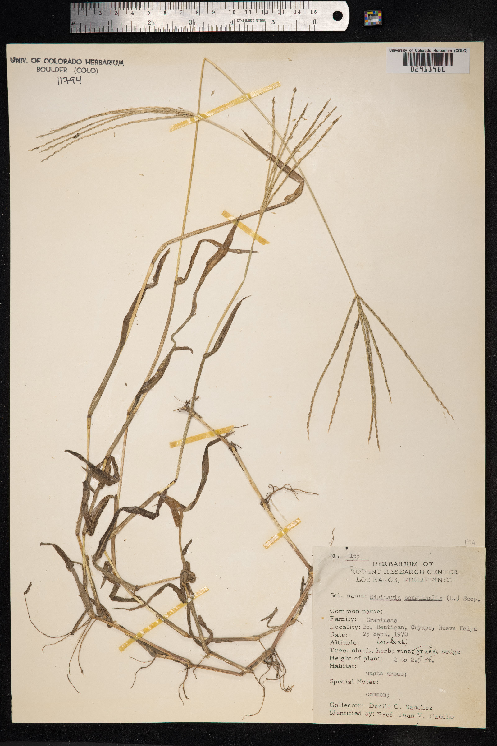 Digitaria sanguinalis image