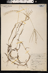 Digitaria sanguinalis image