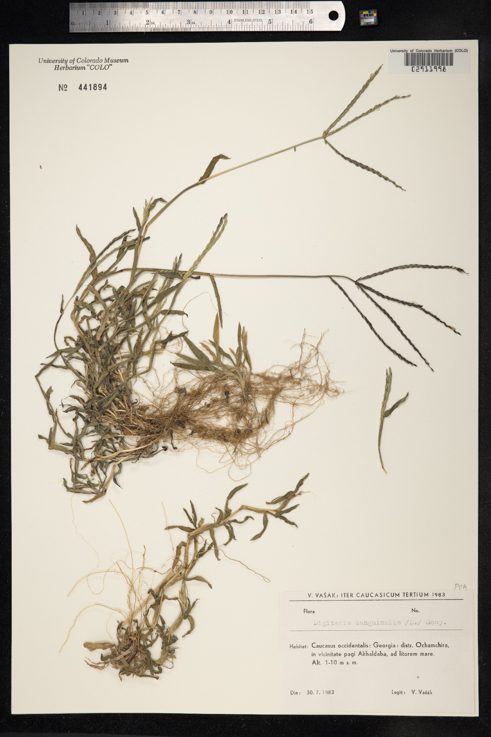 Digitaria sanguinalis image