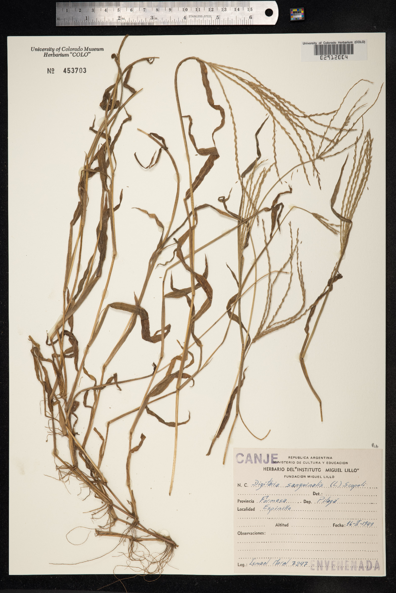 Digitaria sanguinalis image